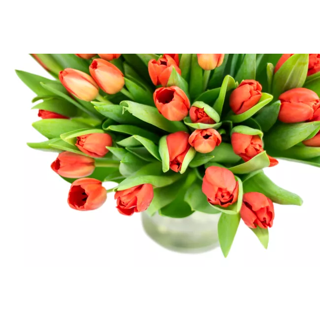 Kytice červených tulipánů